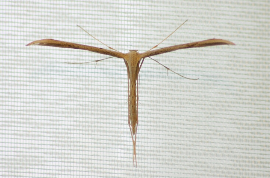 identificazione farfalla